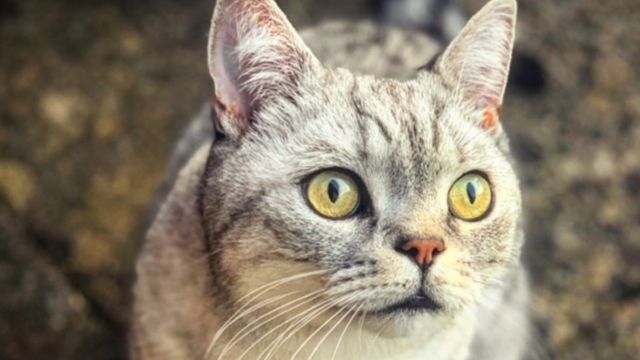 Эдди, короткошерстный британец